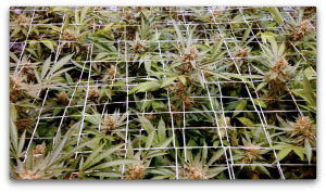 Birds eye view of cannabis grow. 