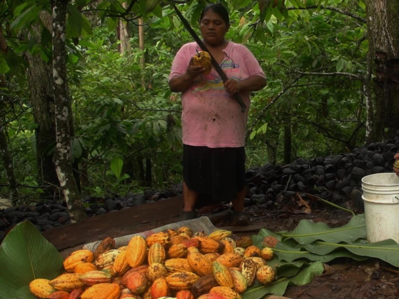 A still from the film “El Cacao” in the Panamanian jungle. A man sits down and peels a cocoa pod into a white bucket. A woman stands to his left and holds a large knife blade and a cocoa pod. At her feet is a pile of uncut orange cocoa pods.